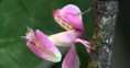 /album/galerie-de-photos-nature-technologie/screenhunter-47-jan-17-19-29-jpg/